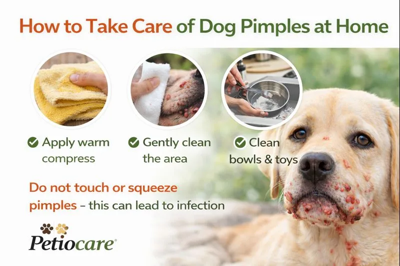 How to Take Care of Dog Pimples at Home