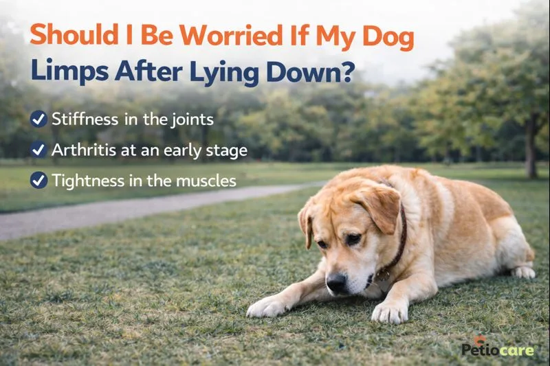 dog limps after lying down