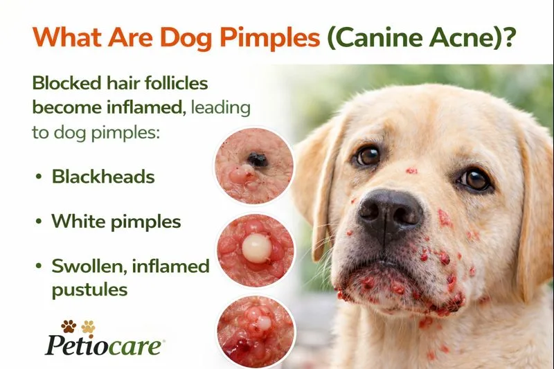 What are dog pimples