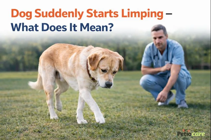 dog suddenly start limping