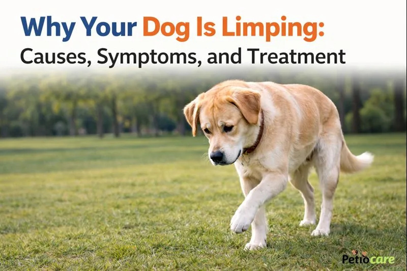 why is your dog limping