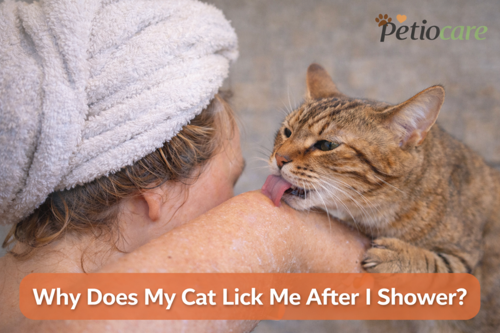 cat licking me after shower