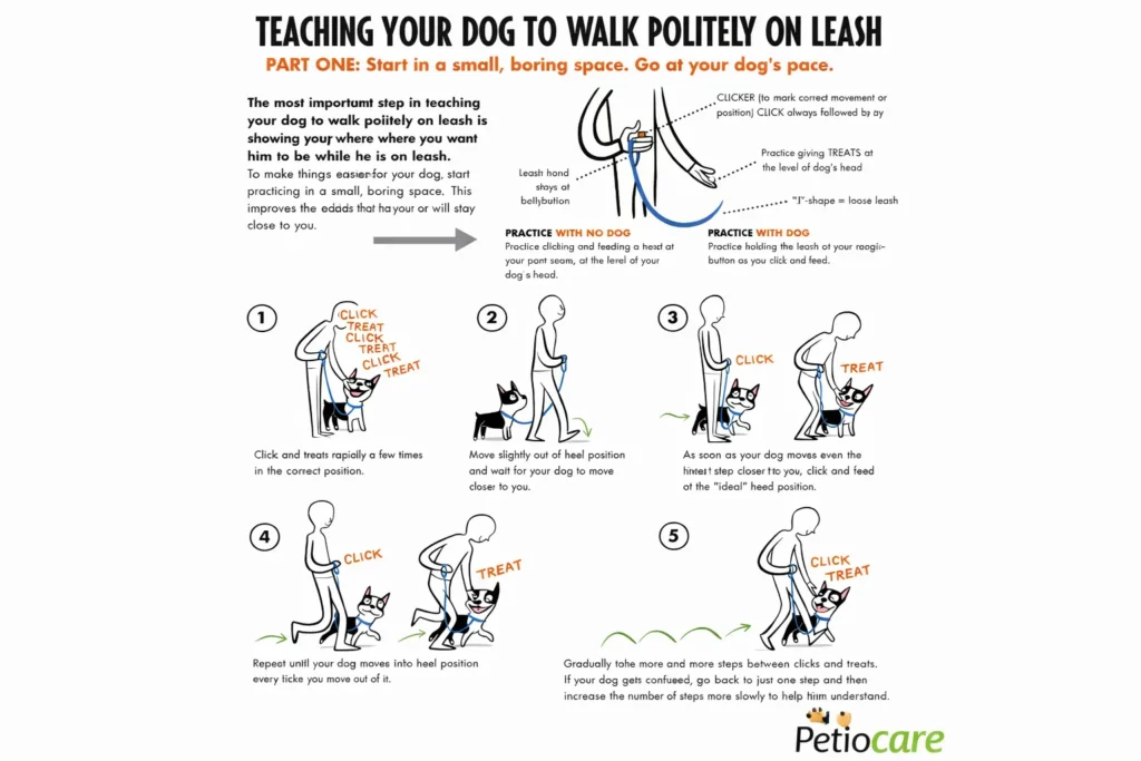 leash training importance