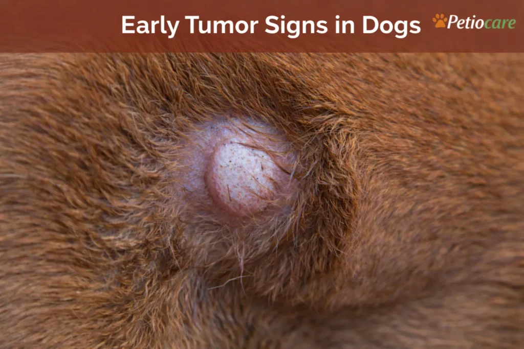early tumor signs in dogs