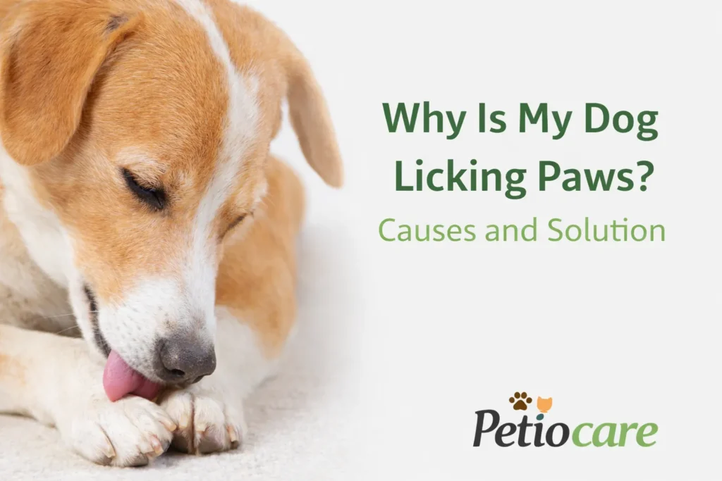 why is my dog licking paws