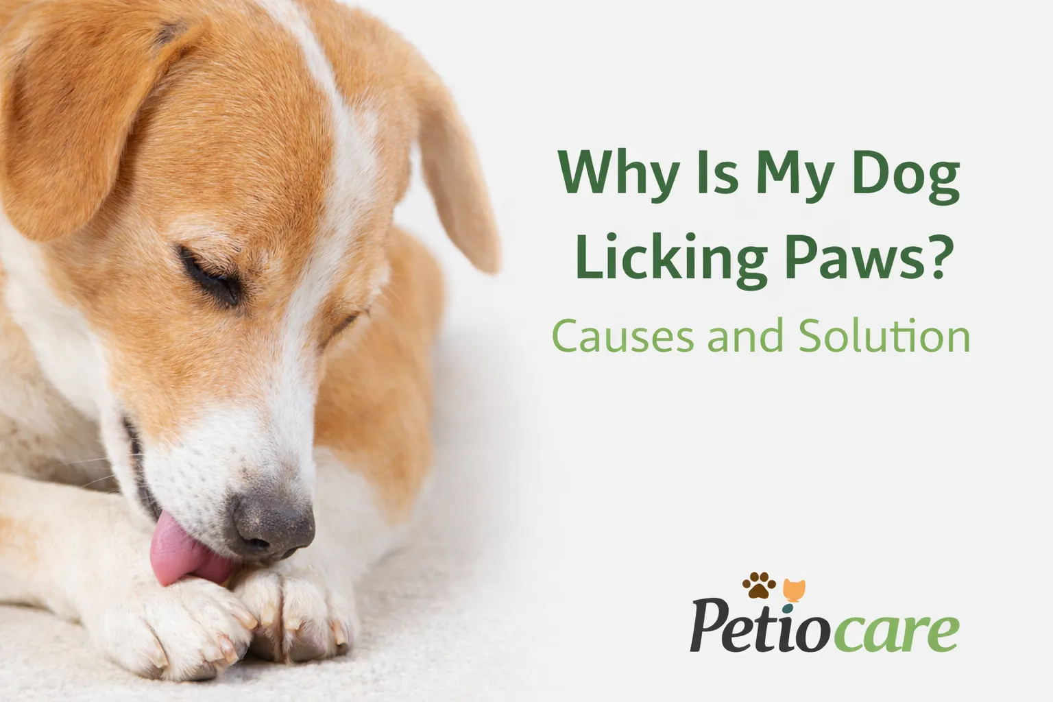 why is my dog licking paws